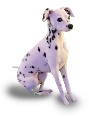 can you get a small dalmatian? 2